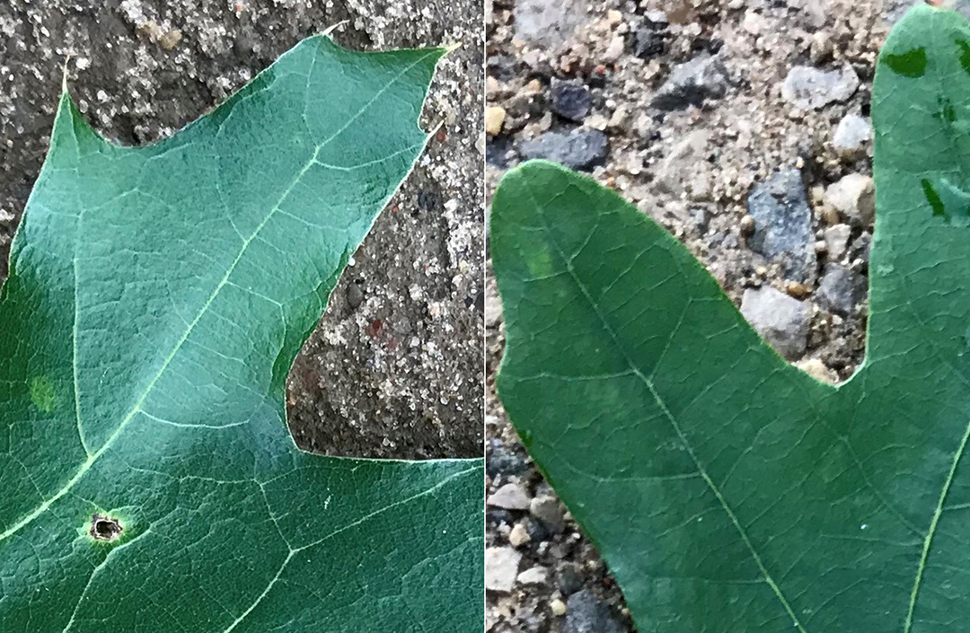 Red oak and white oak leaf tips